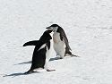Chinstrap penguins, Robert Island, Dec. 1.