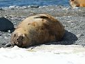 Elephant seal, Robert Island, Dec. 1.