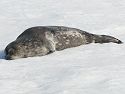 The only Weddell seal I saw, Robert Island, Dec. 1.