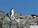 Chinstrap penguin, Robert Island, Dec. 1.