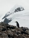 Chinstrap penguin, Half Moon Island, Dec. 2.