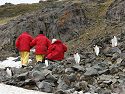 Humans head up as gentoos head down, Hannah Point, Dec. 2.