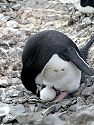 If you are not careful, this is what happens.  Chinstrap with eggs, Hannah Point, Dec. 2.
