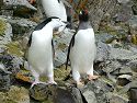 Chinstrap takes a peck at a Gentoo after getting crowded on the trail, Hannah Point, Dec. 2.