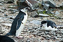 Chinstrap penguin with a rock for nesting, Hannah Point, Dec. 2.