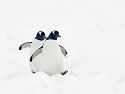 Gentoos, Cuverville Island, Dec. 3.