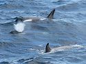 Orcas near the ship as we approach Lemaire Channel, Dec. 3.