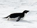 Adelie penguin toboggans, Petermann Island, Dec. 3.