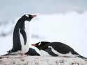 Gentoos at rest, Petermann Island, Dec. 3.