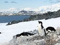 Adelie Penguin, Torgersen Island, Dec. 4.