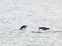 As this distant shot of a couple of gentoos proves. penguins can indeed fly.  For a few feet anyway.  Torgersen Island, Dec. 4.
