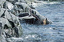 Adelie penguin diving in, Torgersen Island, Dec. 4.