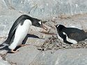 Penguins spend a lot of time finding rocks for their nests, Jougla Point, Dec. 4.