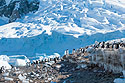 Gentoos at Neko Harbor on the Antarctic continent, Dec. 5.