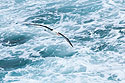 Albatross following the ship, Dec. 7.