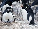 Penguins in Antarctica