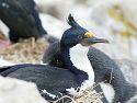 And now for something completely different.  A blue-eyed shag, nesting among the rockhoppers and albatrosses, New Island, Falklands, Dec. 8.