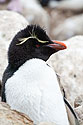 Rockhopper, New Island, Falklands, Dec. 8.