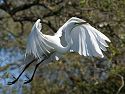 An egret takes a short flight to gather more twigs for the nest.  St. Augustine, March 2003.