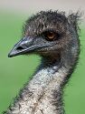 Emu looking for a handout. St. Augustine.