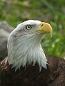 Captive bald eagle, Florida 2003.