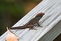 Lizard, Florida.