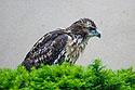 Young red-tailed hawk Junior II (2003) right outside my office window.