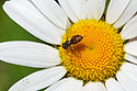Bug on a daisy.