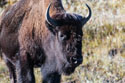 Yellowstone bison.