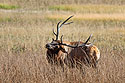 Elk in Yellowstone.