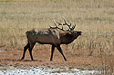 A bull elk bugles in Yellowstone.