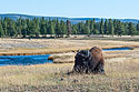 Bison dozes in a Yellowstone valley.