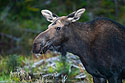 Moose, Baxter State Park, Maine.