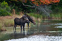 Moose cow-calf pair, Baxter State Park, Maine.