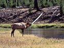 A bull elk bugles at an opponent across the Madison River west of Madison Junction, Yellowstone.  The two decided against crossing the river to joust and this one eventually wandered back to his herd.