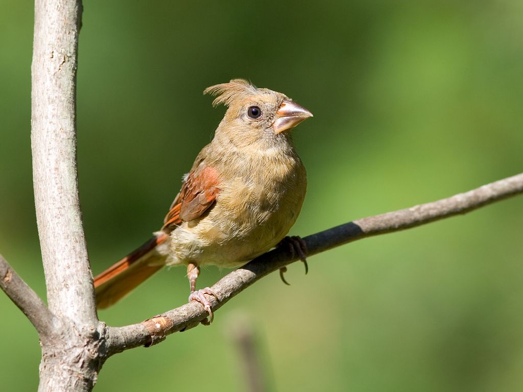 Juvenile cardinal.  Click for next photo.