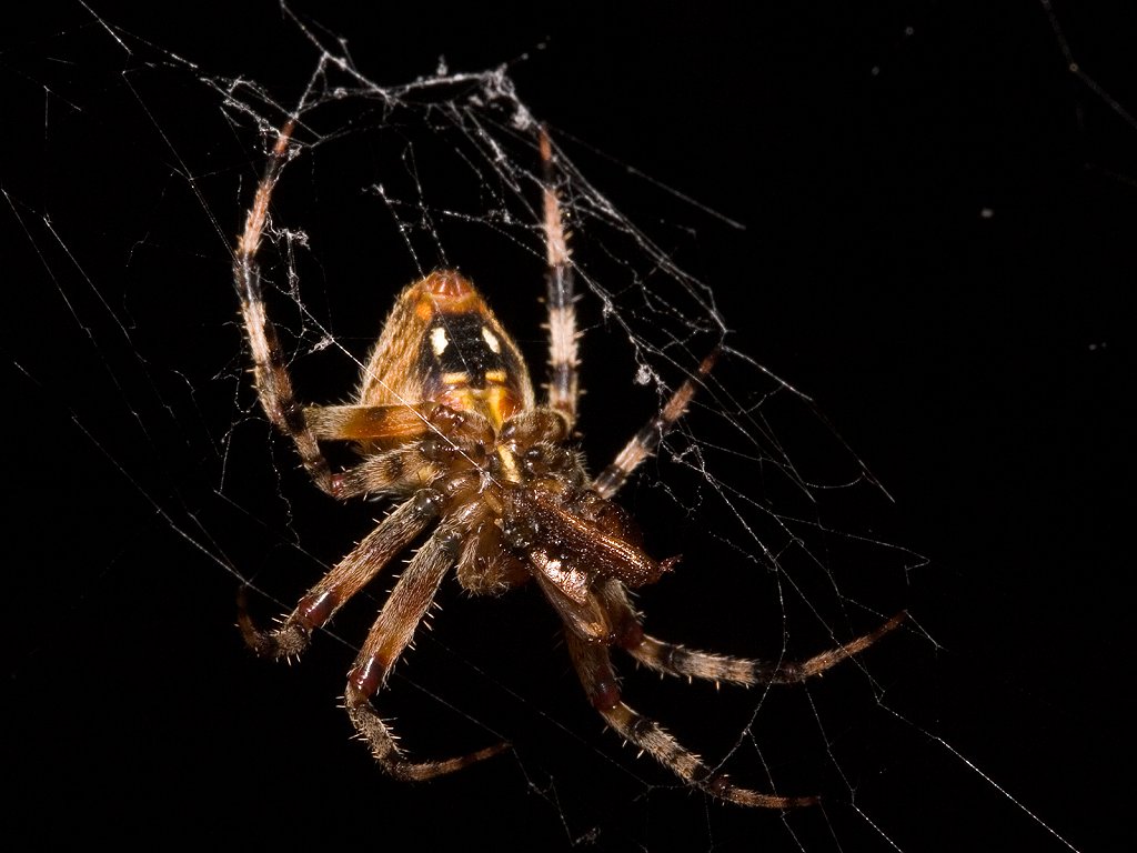 This spider decided to build its web next to my back porch light.  Click for next photo.