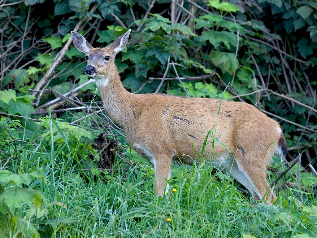 Blacktail deer, Port McNeill, British Columbia.  Click for next photo.