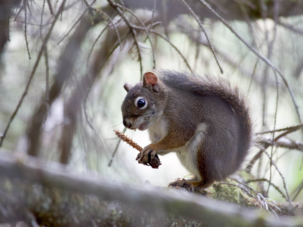 Squirrel, British Columbia.  Click for next photo.