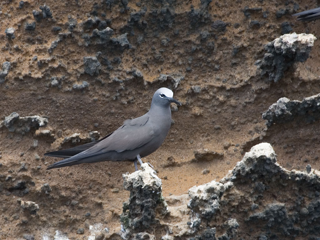 Sooty terns, Punta Vicente Roca, Isabela Island, Galapagos.  Click for next photo.
