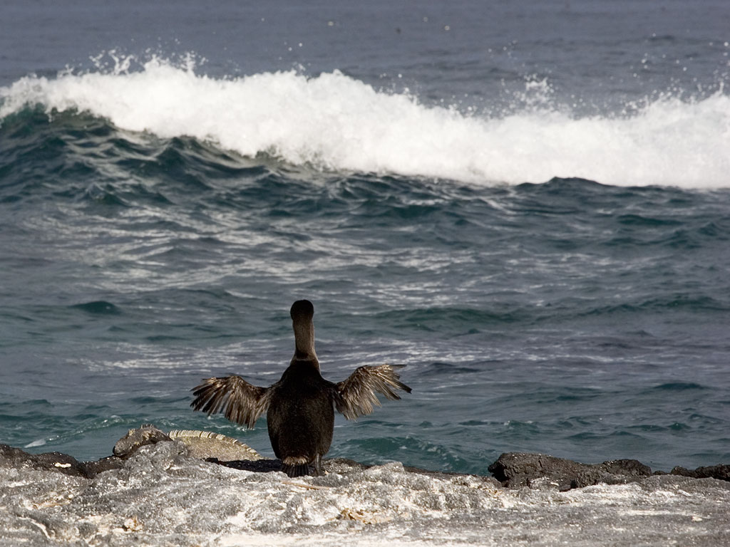 Flightless cormorant, Punta Espinosa, Fernandina Island, Galapagos.  Click for next photo.
