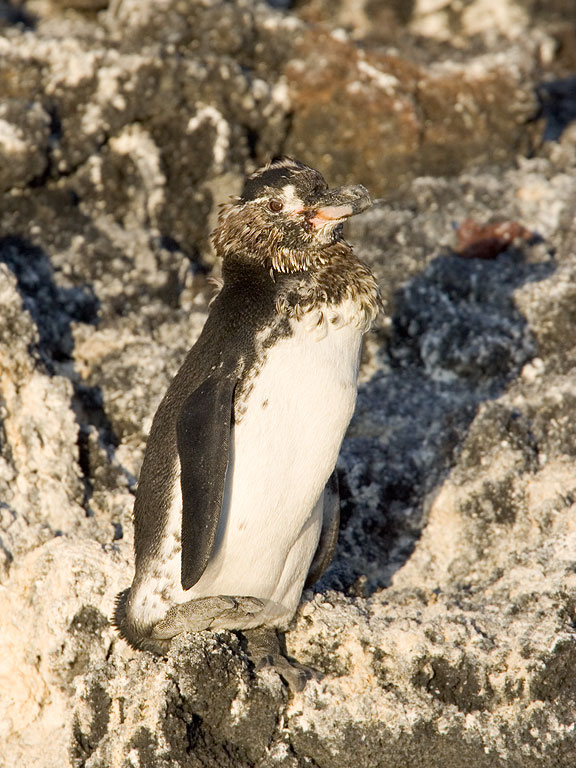 A Galapagos Penguin looks mangy from molting, near Punta Espinosa, Fernandina Island, Galapagos.  Click for next photo.