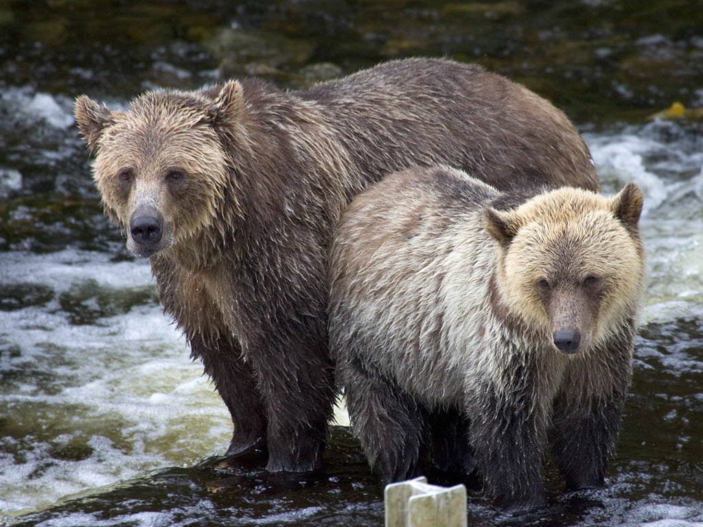 Grizzly bear mother and cub, Knight Inlet, British Columbia.  Click for next photo.