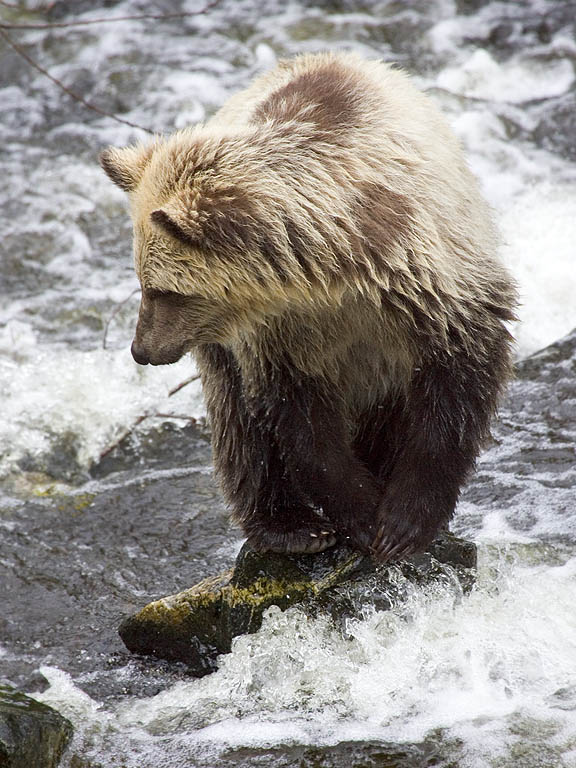 Grizzly bear yearling cub, Knight Inlet, British Columbia.  Click for next photo.