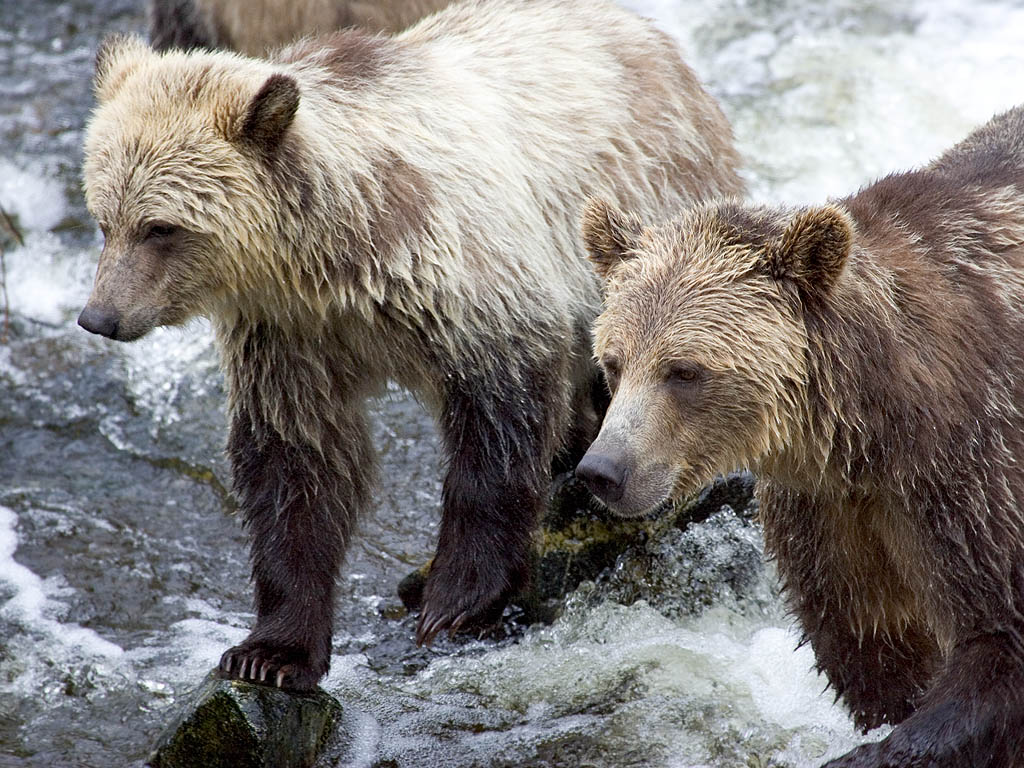 Grizzly bear yearling cub and mother, Knight Inlet, British Columbia.  Click for next photo.