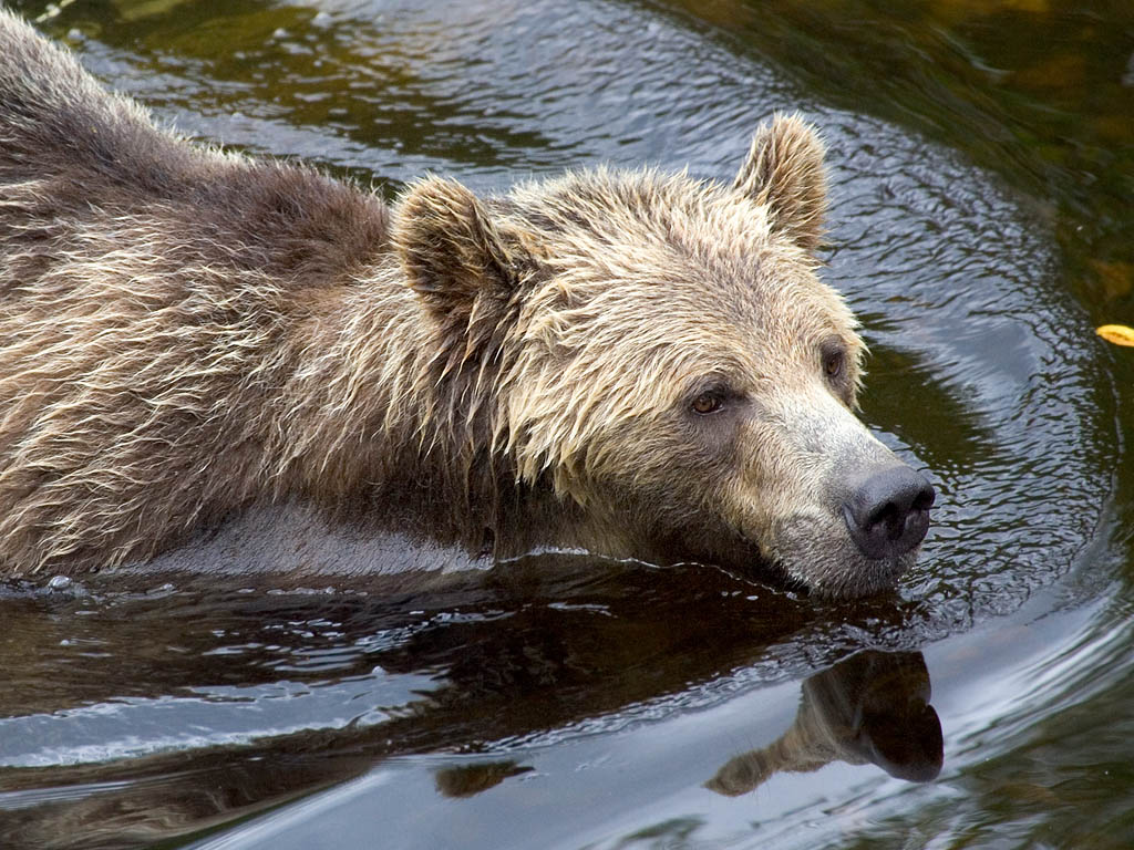 Grizzly bear mother, Knight Inlet, British Columbia.  Click for next photo.