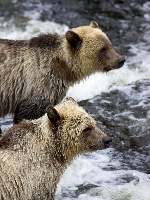Grizzly bear yearling cubs, Knight Inlet, British Columbia.  Click for next photo.