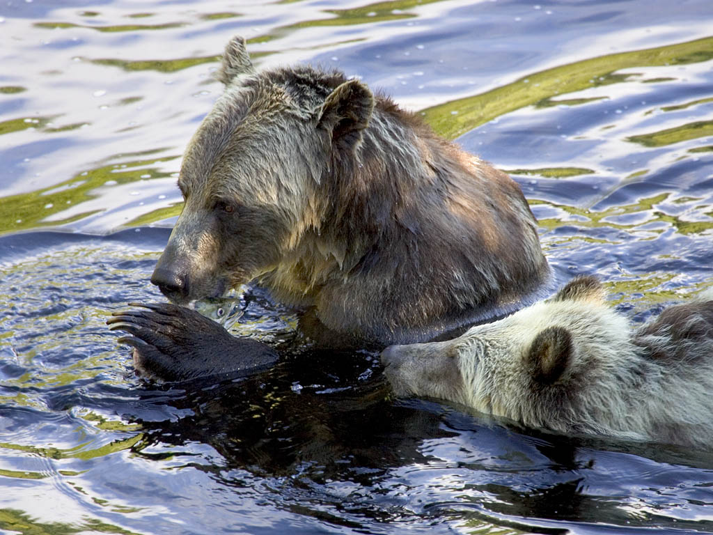 One bear has a fish and his sibling wants a share, Knight Inlet, British Columbia.  Click for next photo.