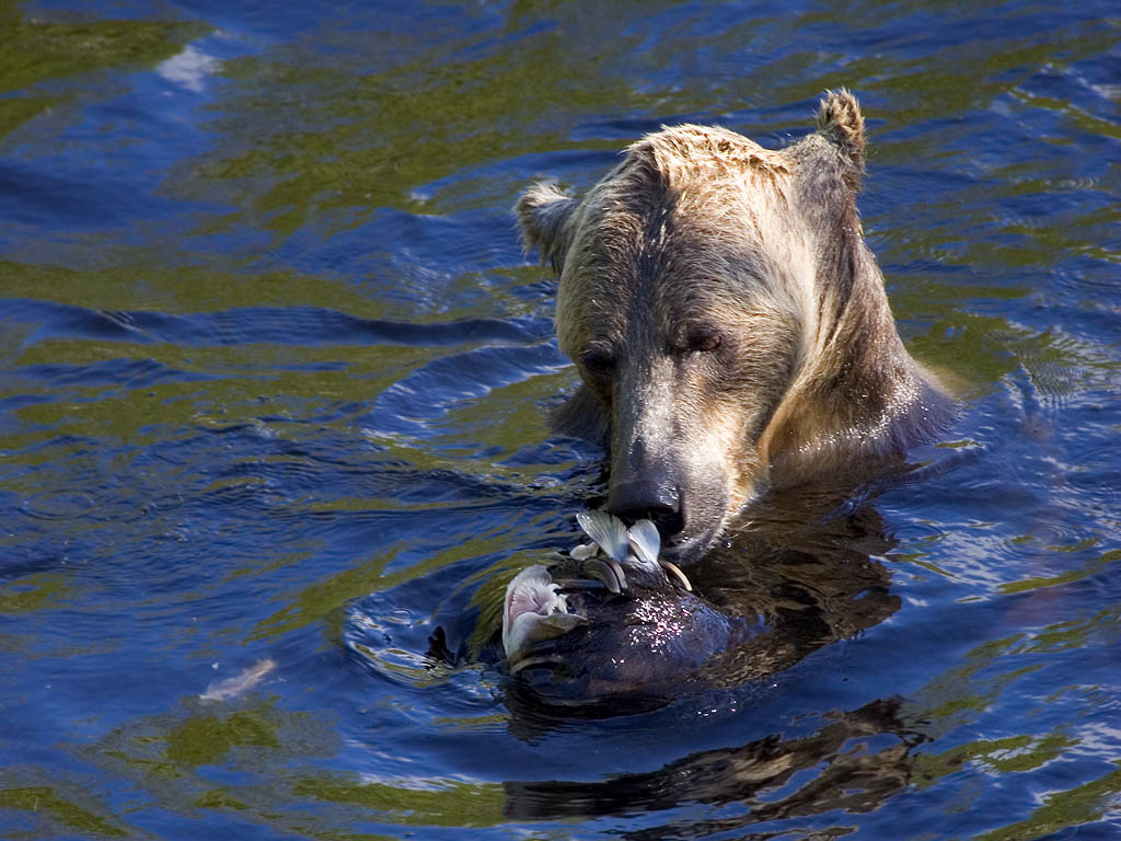 Grizzly bear, Knight Inlet, British Columbia.  Click for next photo.