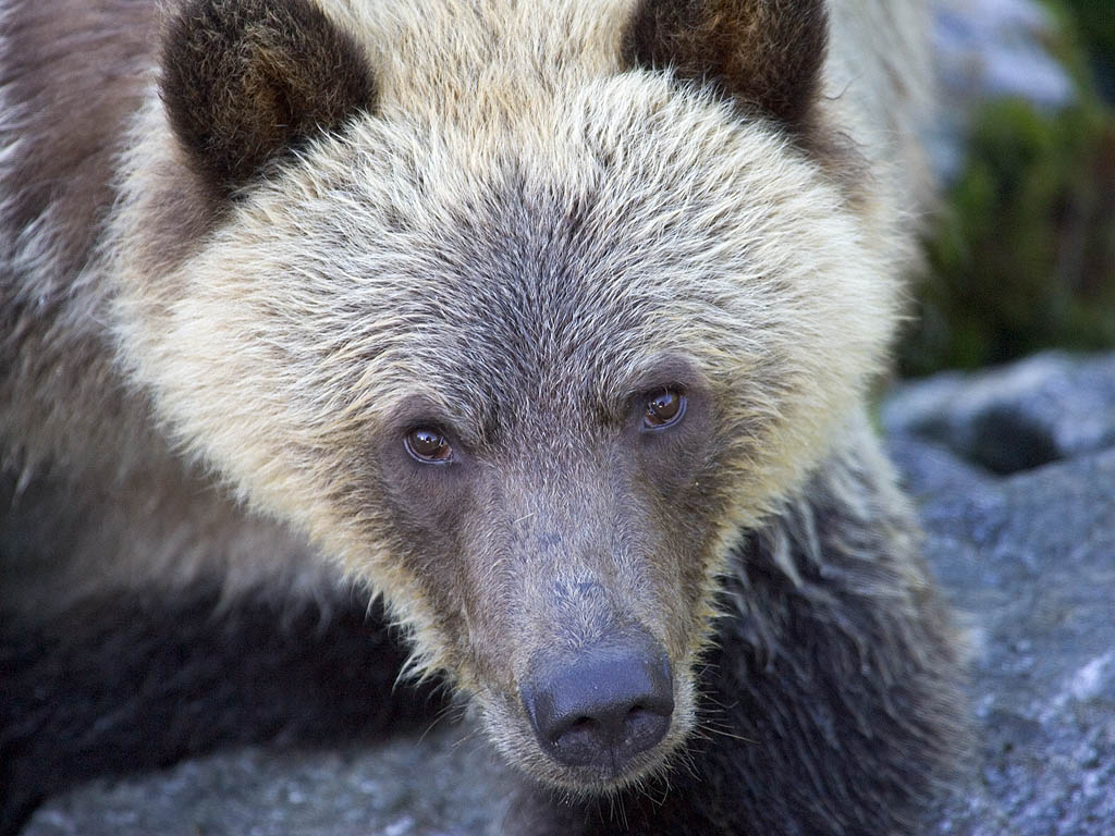 Grizzly bear yearling cub, Knight Inlet, British Columbia.  Click for next photo.